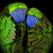 Two-Sleeping-Parrots-2