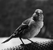 sparrow-on-a-chair