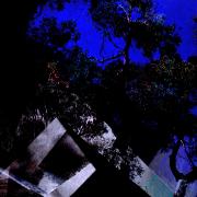 Kingston-Foreshore---Tree-At-night-From-The-Balcony